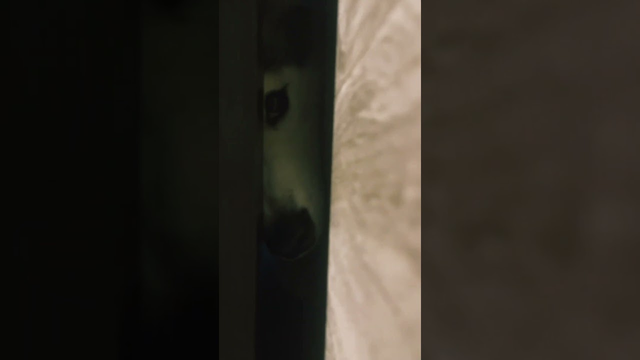 When your dog is a stalker for you 