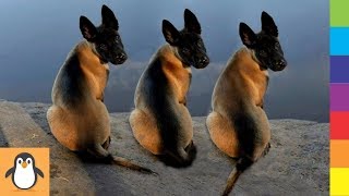 4 Malinois Lovers 👌 Awesome, Cute and Funny Belgian Malinois Videos Compilation by PIGO 1,269 views 4 years ago 8 minutes, 29 seconds