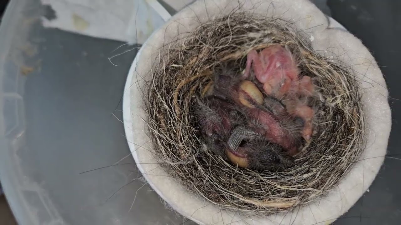 Tenemos pichones cría 2026