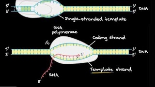 Transcription and mRNA processing | Biomolecules | MCAT | Khan Academy Profile