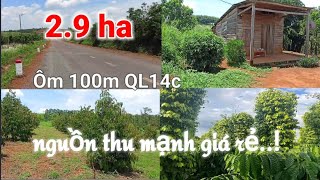 Bán 2.9 héc.ta nguồn thu mạnh. ôm 100m mặt đường QL14C cực đẹp giá rẻ