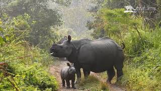 Mother rhino defends her calf