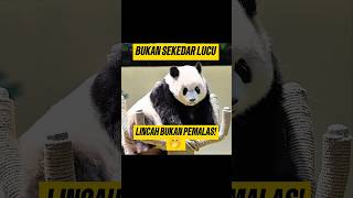 Kehidupan Rahasia Panda yang Tidak Malas! #shorts  #facts  #panda