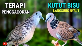 Perkutut Lokal Gacor Suara Pancingan Perkutut Paling Ampuh Agar Cepat Bunyi #perkututlokalgacor 