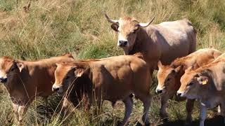 Aubrac, troupeau de Michèle Batifol