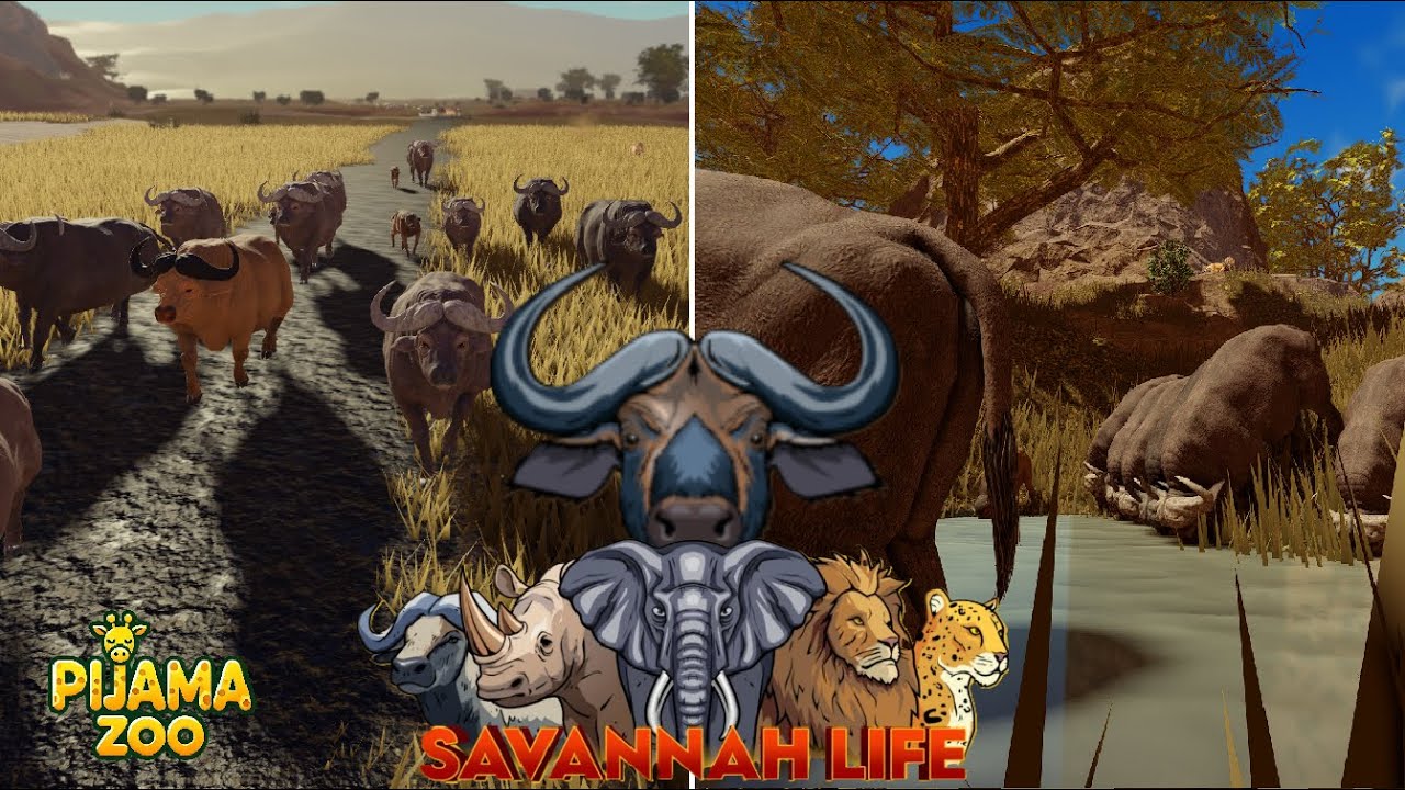 Savannah Life. Manada de Búfalo 32#.