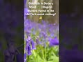 Bluebells in Dockey Wood 🌿 | Magical Bluebell Forest in the Uk. “Is it worth visiting?👍
