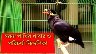 ময়না পাখিকে কিভাবে খাবার দিবেন ও পরিচর্যা নিদেশিকা,,,,,,