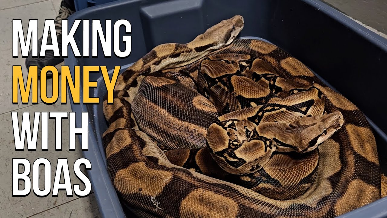 Image result for BREEDING BOA CONSTRICTORS FOR MONEY!! - YouTube
