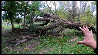 Giant Tree Bucking With One Knee A Bobcat E42 Excavator And A Pole Saw Part 1 #284