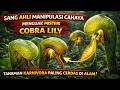 Sang Ahli Manipulasi Cahaya, Menguak Misteri Cobra Lily, Tanaman Karnivora Paling Cerdas Di Alam!