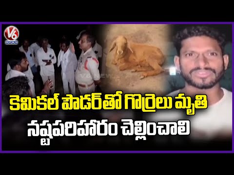 Pittampalli Villagers Protest Demanding Compensation For Sheep Demise Due To Chemical Powder | V6 - V6NEWSTELUGU