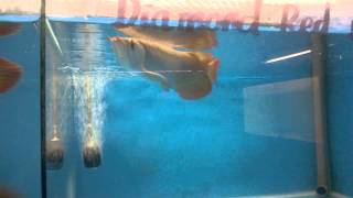 WP 20150815 002