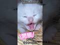 "episode10"「開眼まで10日くらいかかりました」 #子猫 #保護猫 #猫のいる暮らし #子ネコ #猫好きさんと繋がりたい #shorts