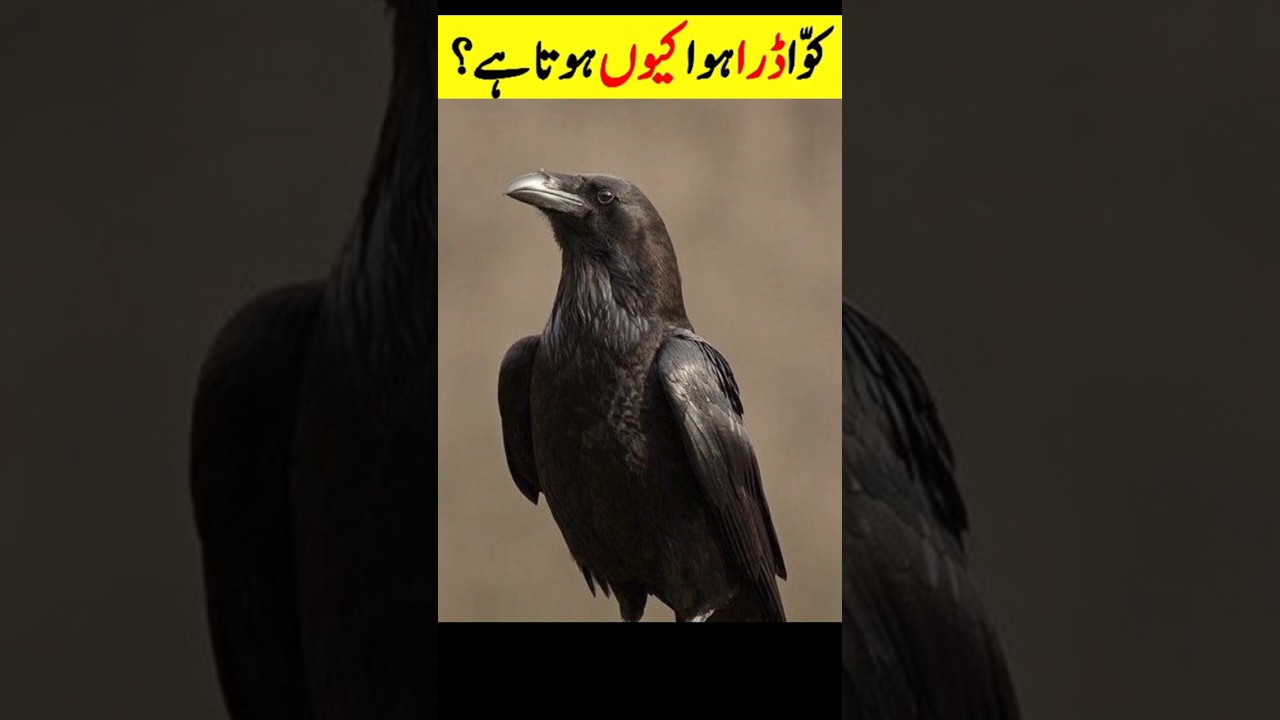 Feared Crow??#crow #facts