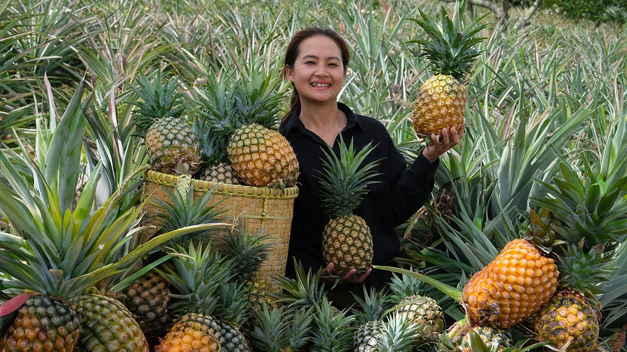Harvest Super Big Pineapples to sell for money, making fences for the ...