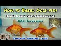 How to breed Gold fish | LIVE AQUARIUM