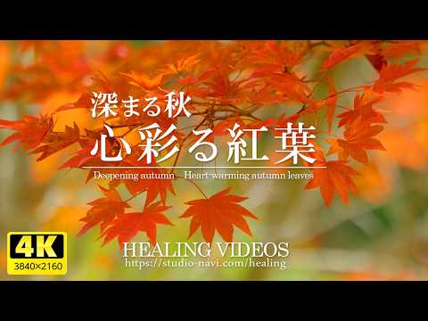 【癒し・4K風景映像／実写】深まる秋・心彩る紅葉（日本の美しい紅葉 VOL.7）／疲れた心身の回復とリラックス効果、目覚めの朝や眠れない夜にもどうぞ。のサムネイル