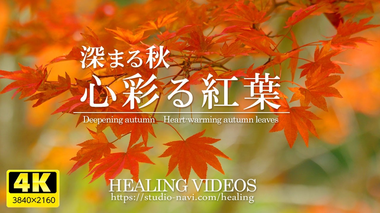 [Расслабляющее видео пейзажей в формате 4K] Глубокая осень и яркие осенние листья