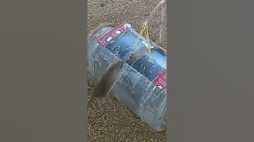 Simple Plastic Bottle Mouse Trap | Simple Mouse Trap - DIY Homemade Mouse Trap part 03