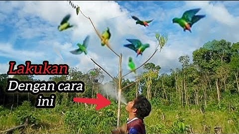 mikat burung serindit dengan cara mudah dan simpel auto berdatangan ramai