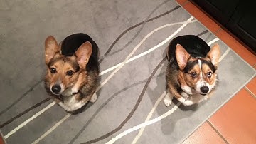 Team Yankee Campaign Prologue