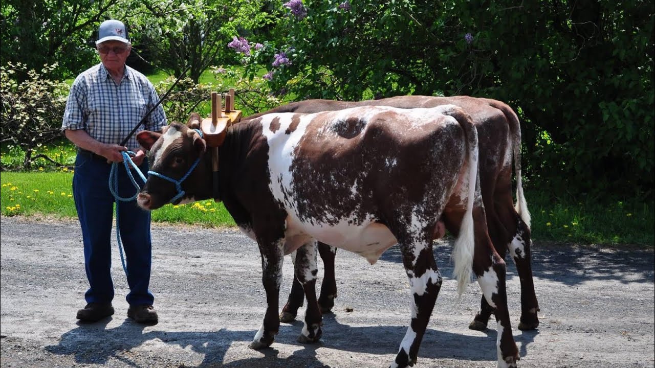 A special video from Windermere Farms. Percherons, oxen, and family