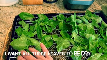 How I harvest and freeze basil for the Winter