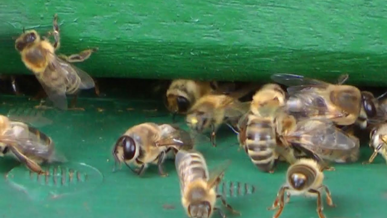 Hive Life 2022 | We missed Ian Steppler | Canadian Bees