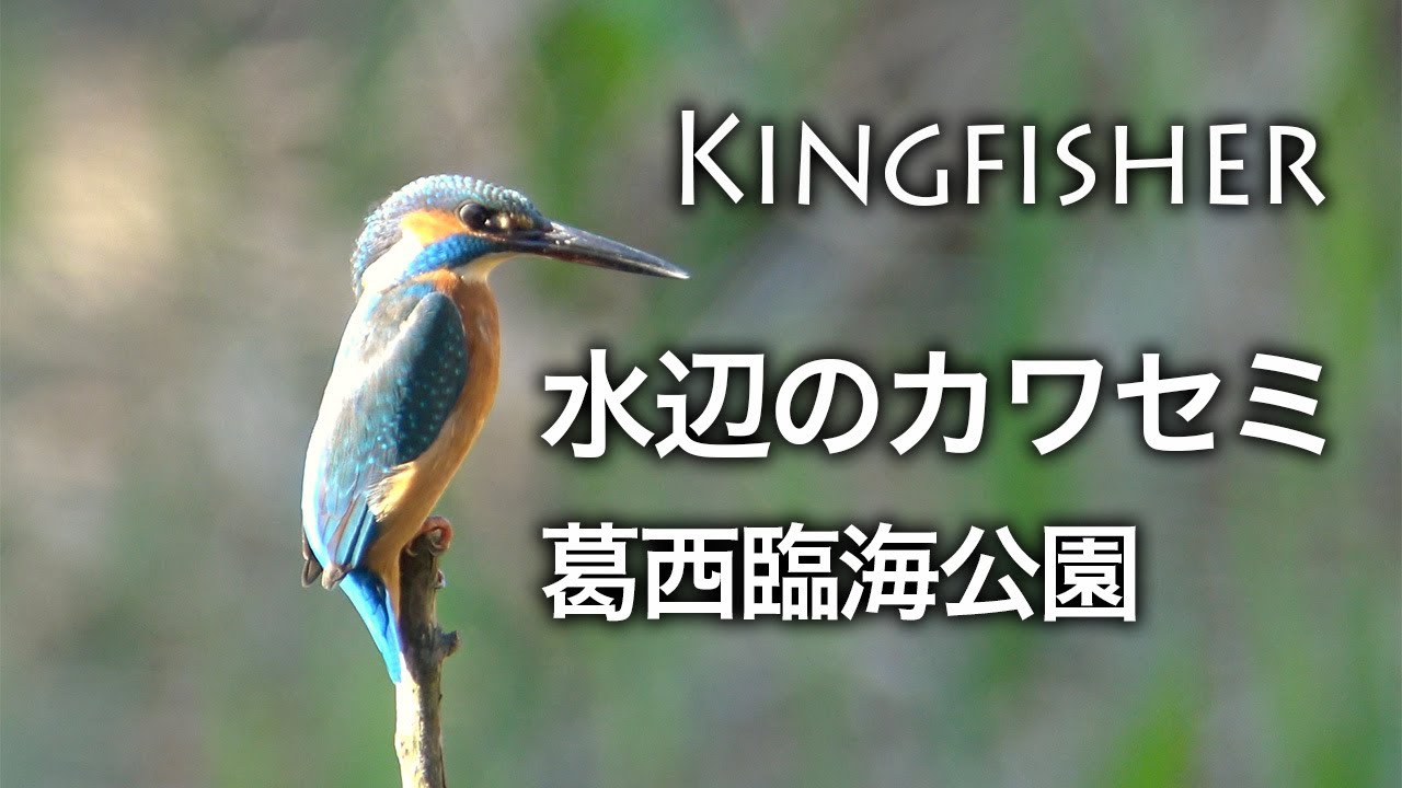 野鳥】葛西臨海公園のカワセミ君・11月/ バードウォッチング /4K動画