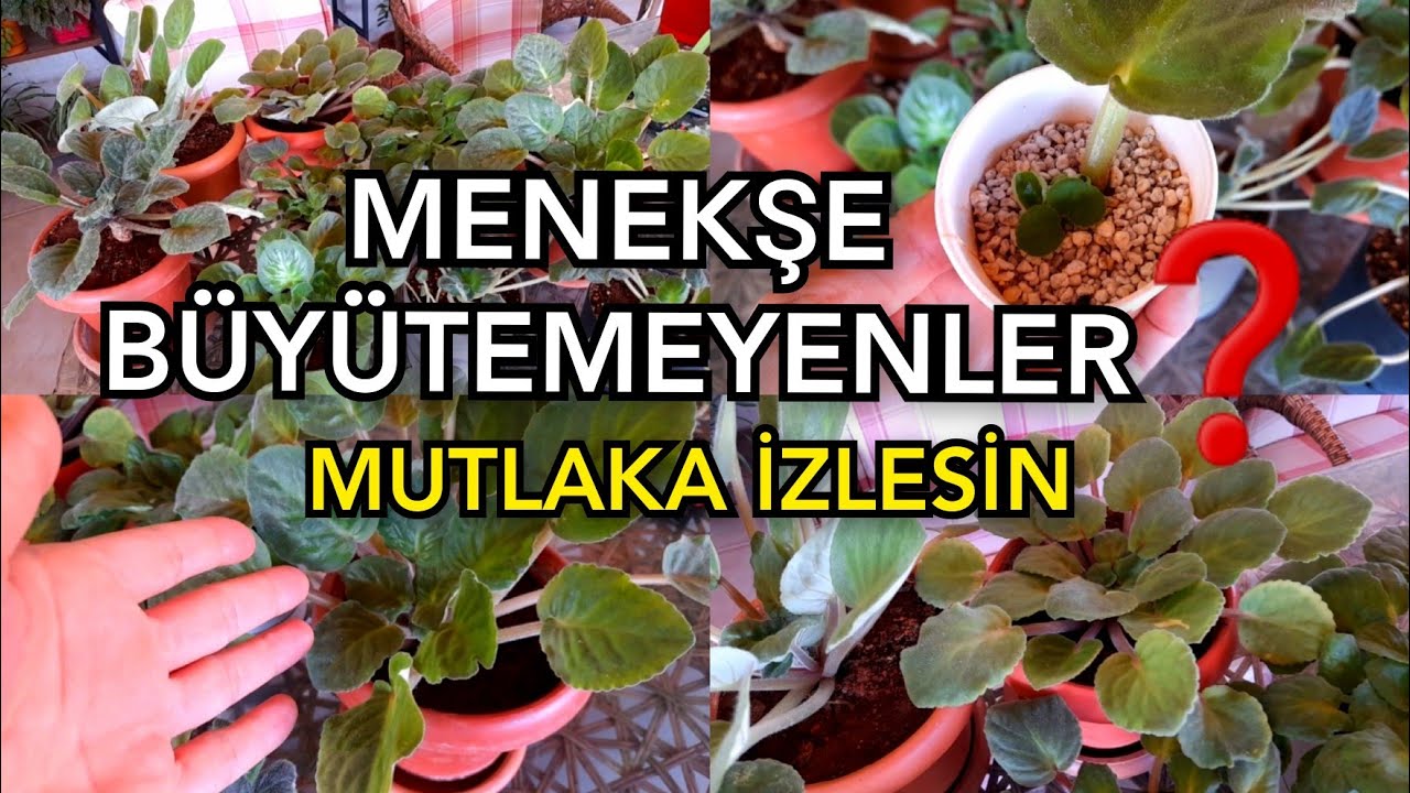 MENEKŞE BAKIMI 🪴 #afrikamenekşesi #çiçekbakımı