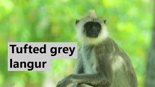 Endangered Primates Of Sri Lanka - Tufted Grey Langur
