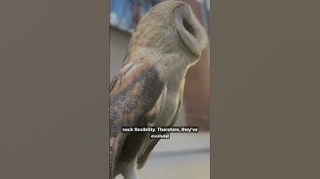 Why Do Owls Turn Their Heads 270 Degrees? 🤯🦉#shorts