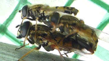 Mating Hoverflies - Three of them - Helophilus pendulus - Randasveifur - Randaflugur - Mökun flugna