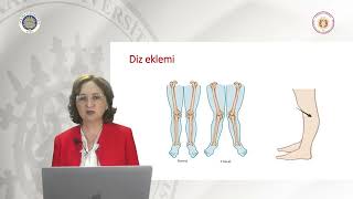 Gebelikte Kas Ve İskelet Sistemi Değişiklikleri Birkan Sonel Tur