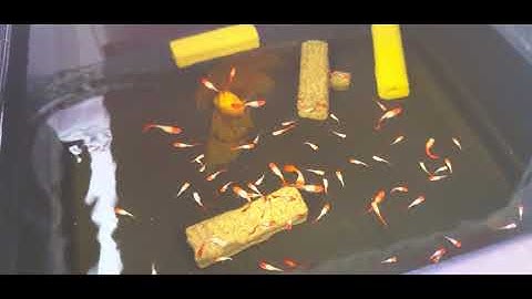 [VBLOG #06] Diệt rêu tóc nhờ cá, tép. Tìm cao nhân bắt bệnh cho cá 7 màu. Ngày 10.09.2020