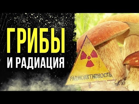 ☢ Радиоактивные грибы! [Олег Айзон]