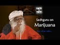 Sadhguru on Marijuana