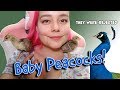 I Saved Peacock Chicks!