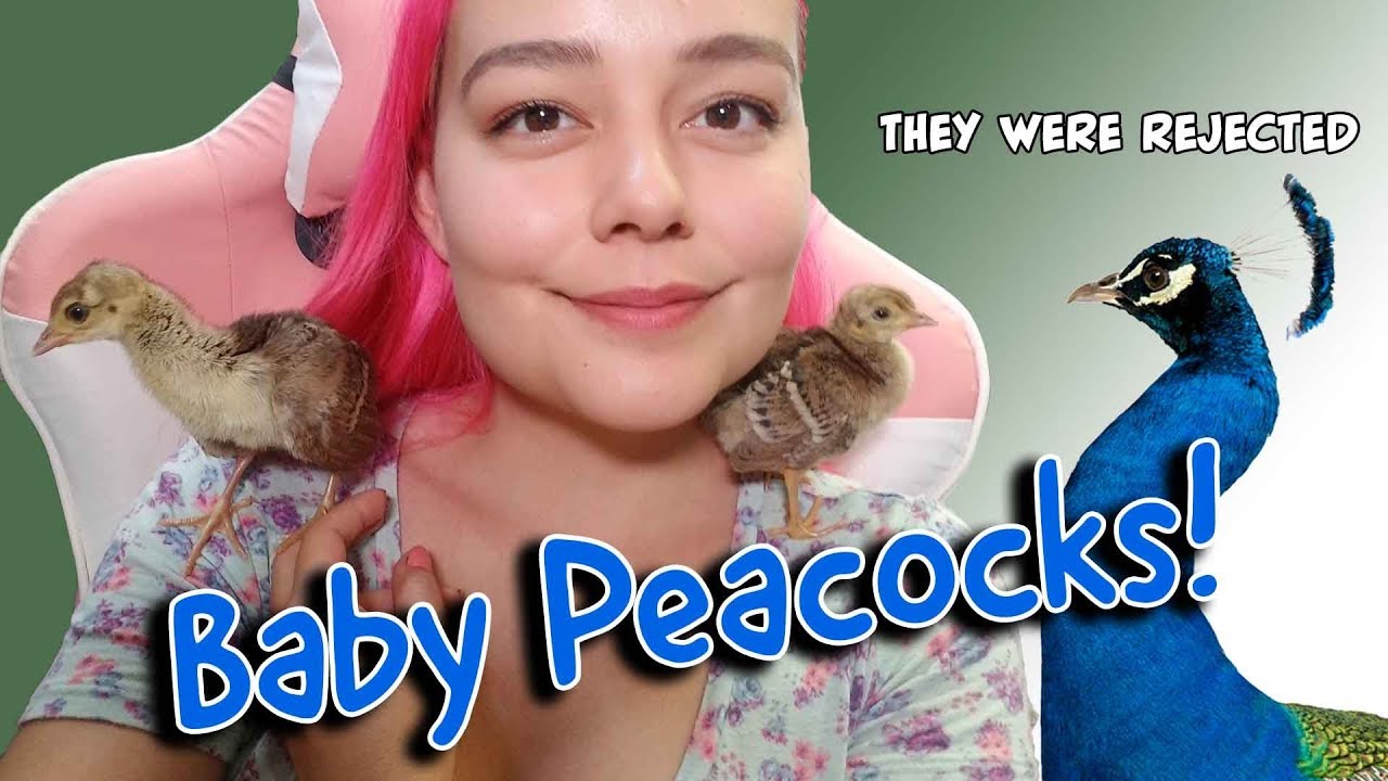 feeding all my pets 2019 I Saved Peacock Chicks!