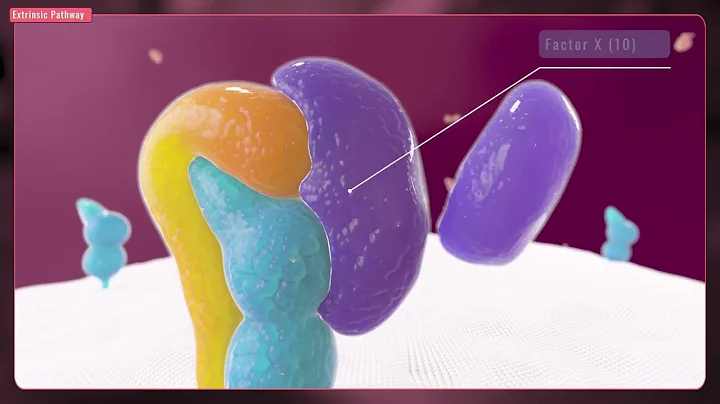 The Clotting Cascade