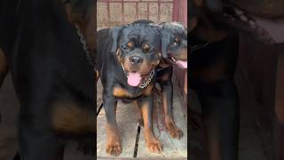11 months old pedigree Rottweilers from Timit Tor lines available.Contact +233553284056 #dog #shorts
