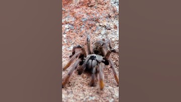 Tarantula spider walks 4K close up | Tarantula spider walking Sound effect | Tarantula walks