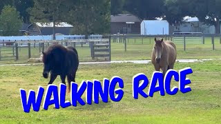 The Race Is On !  🐴  #horse #mustangs  #icelandic by Life With Dogs And Horses ! 42 views 9 days ago 1 minute, 4 seconds