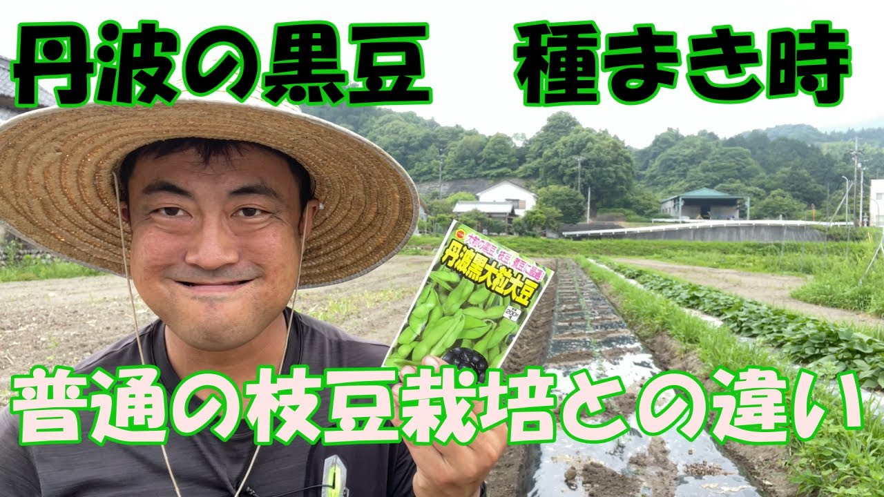 6月種まき7月種まき　高級食材　丹波の黒豆を作ろう。