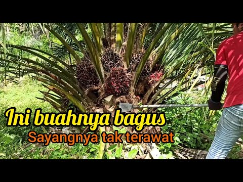 panen sawit buahnya