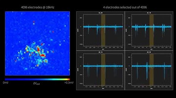 Salamander retina recorded with high resolution biosensor