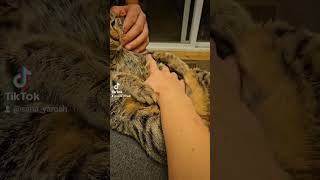 #cat #catlover #cats #catvideos #shorts