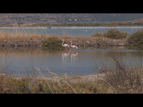 Παγκόσμια ημέρα περιβάλλοντος στη Λέσβο, με παρατήρηση των πουλιών στους υγρότοπους