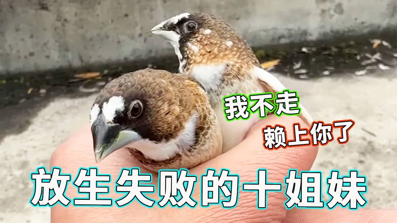 放生失败名场面！十姐妹认准这个家，铲屎官想放都放不掉：赖上你了！【天下一场梦】